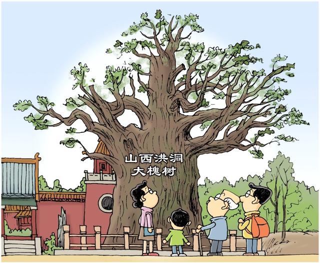 京西移民村见闻——村村都有一棵大槐树