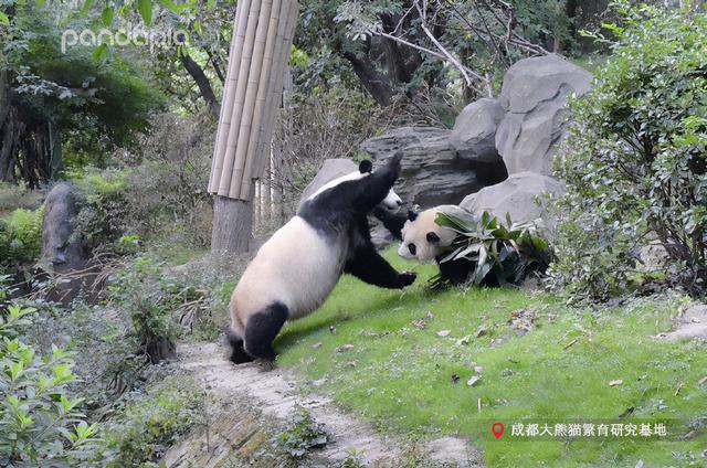 “滚滚”穿越 | 当大熊猫遇上《西游记》
