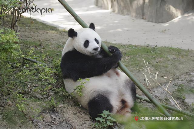 “滚滚”穿越 | 当大熊猫遇上《西游记》