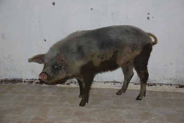 图忆｜汶川地震十三周年：回忆未曾忘却，“猪”依然“坚强”