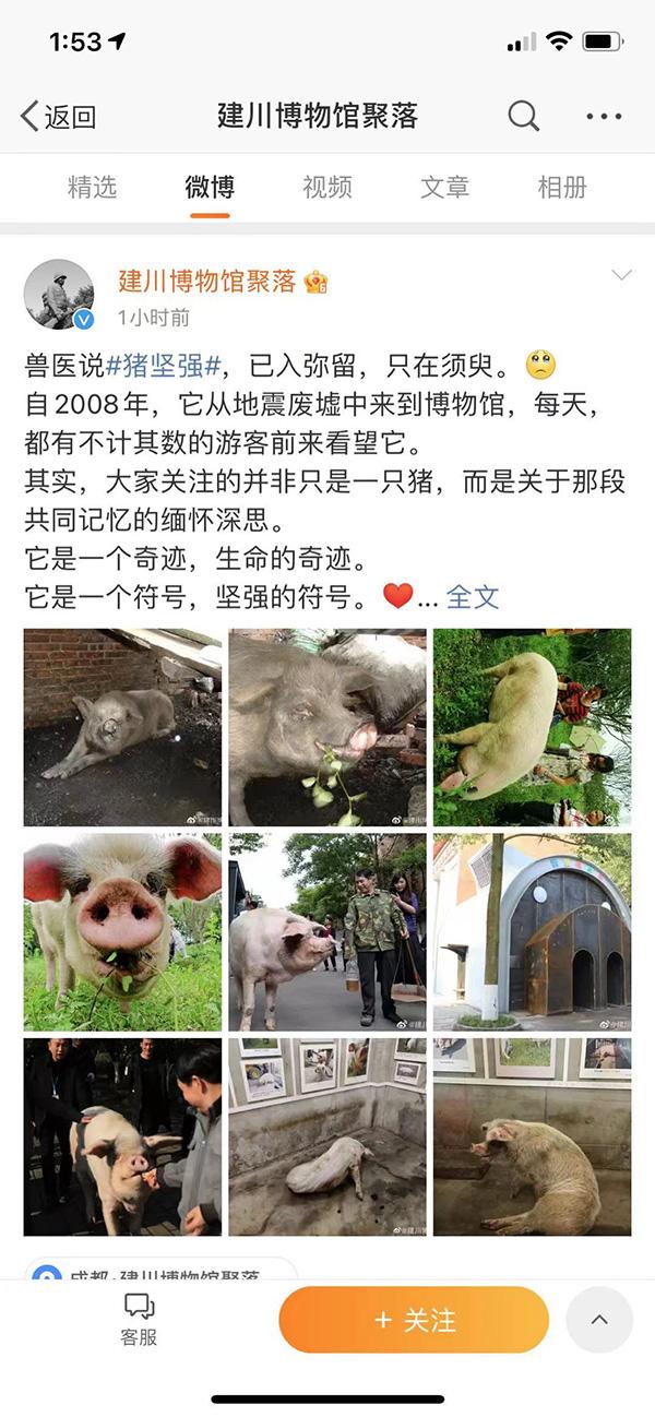 建川博物馆：“猪坚强”已入弥留、只在须臾，有兽医守着