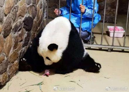 快来！给大熊猫奥运宝宝起名吧